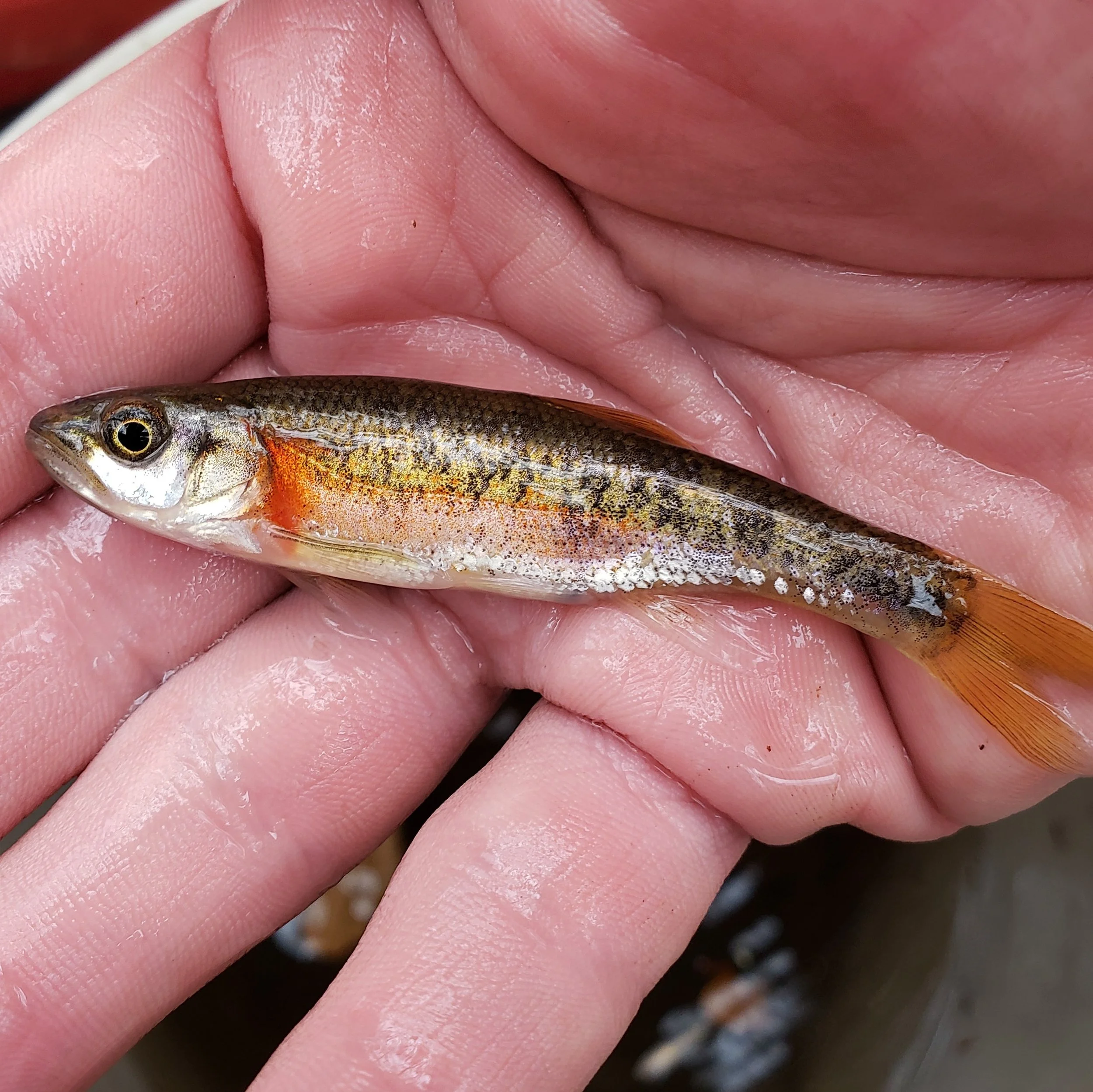 Ohio — Native Fish Coalition