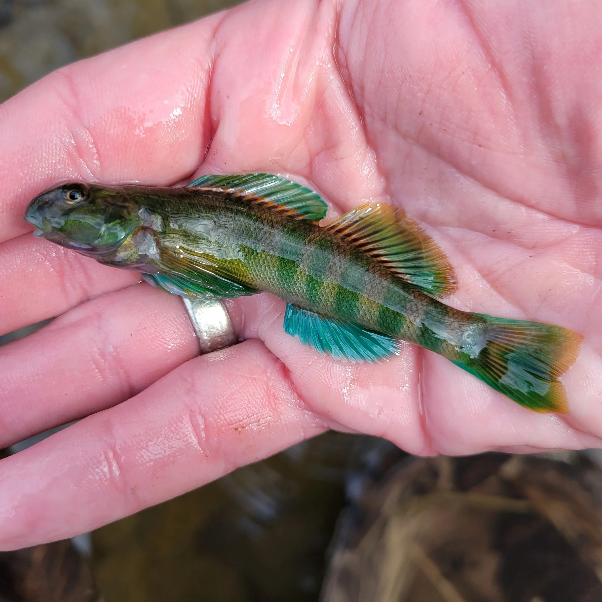 Ohio — Native Fish Coalition