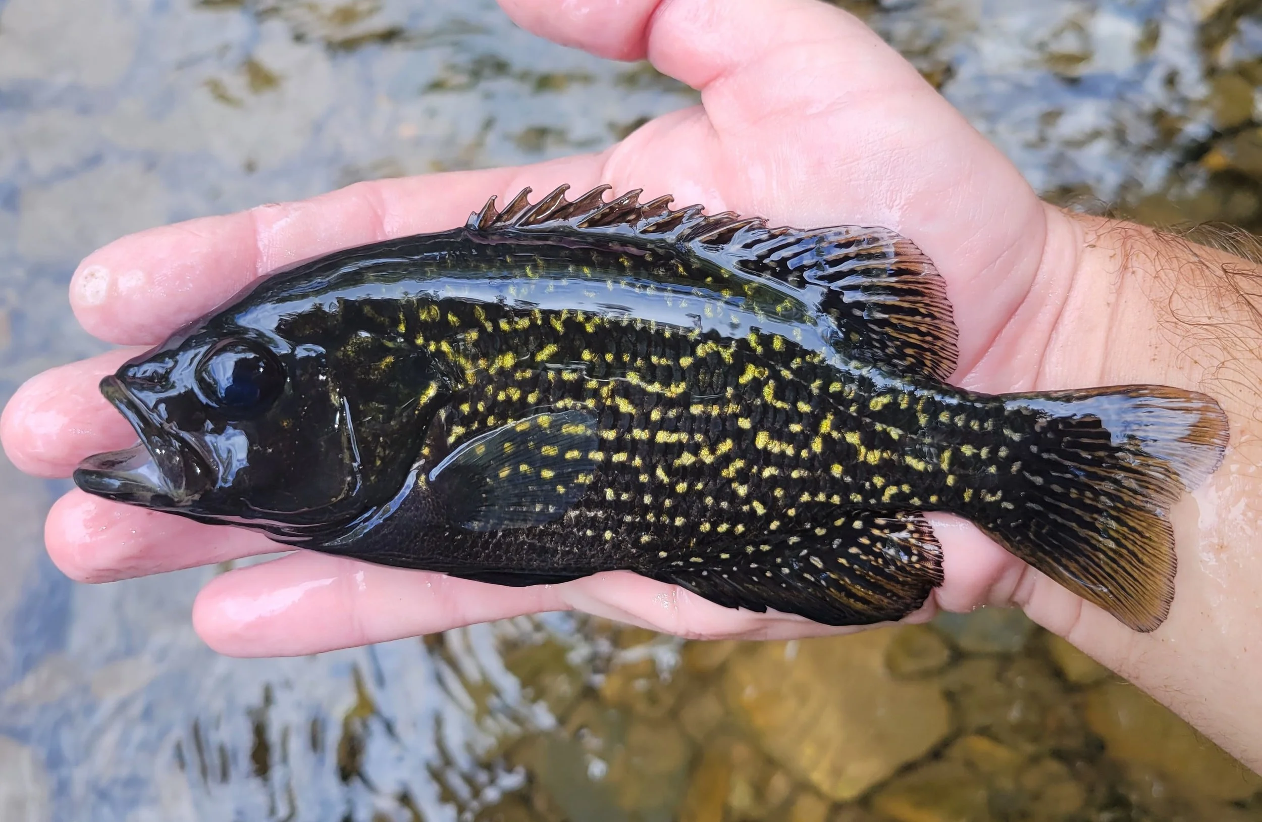 Ohio — Native Fish Coalition