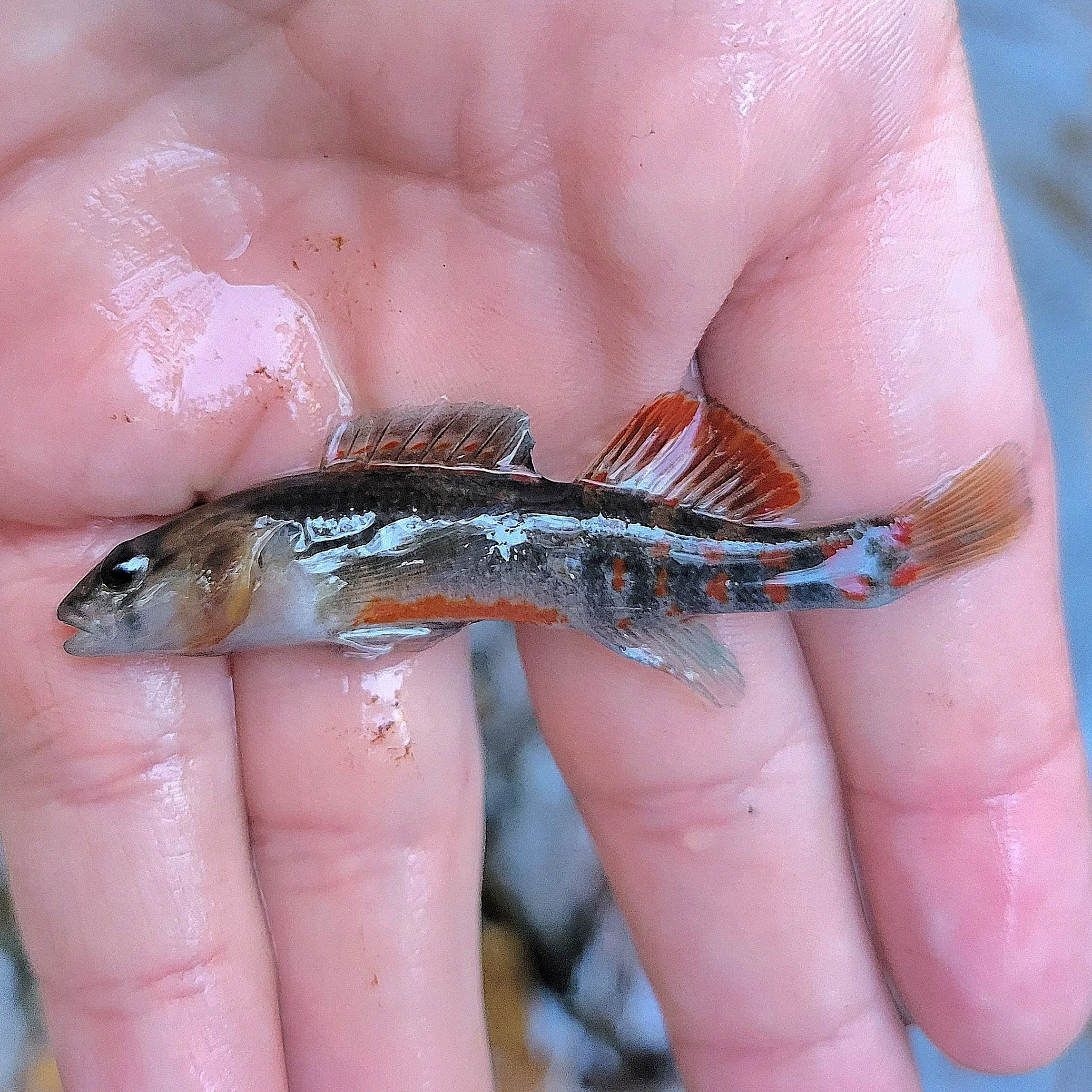 Ohio — Native Fish Coalition