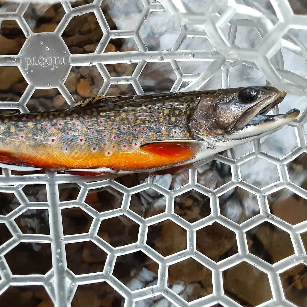 Pa Freshwater Fish Species Photos: #easternelliptio | Chesapeake Bay
