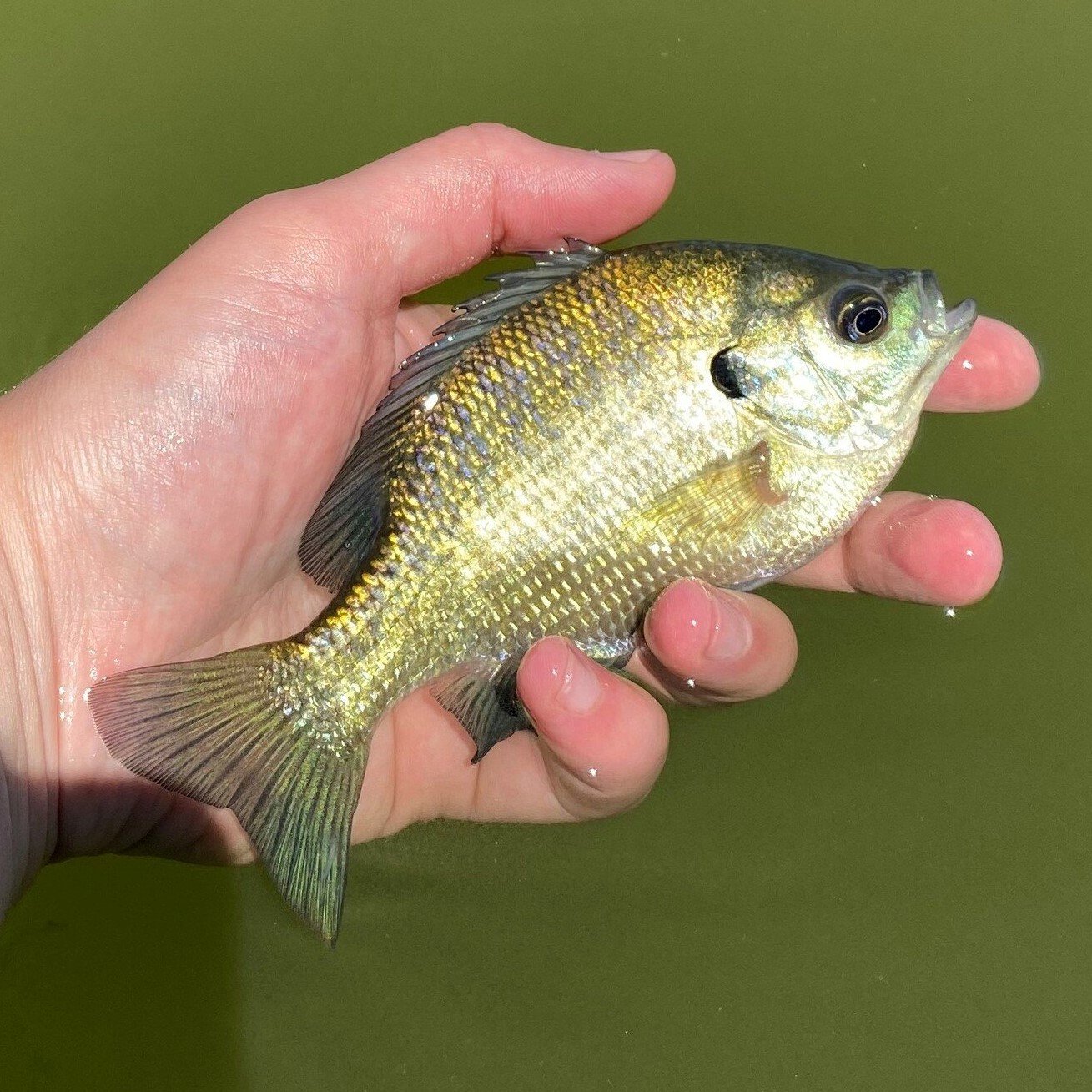 green sunfish.jpg