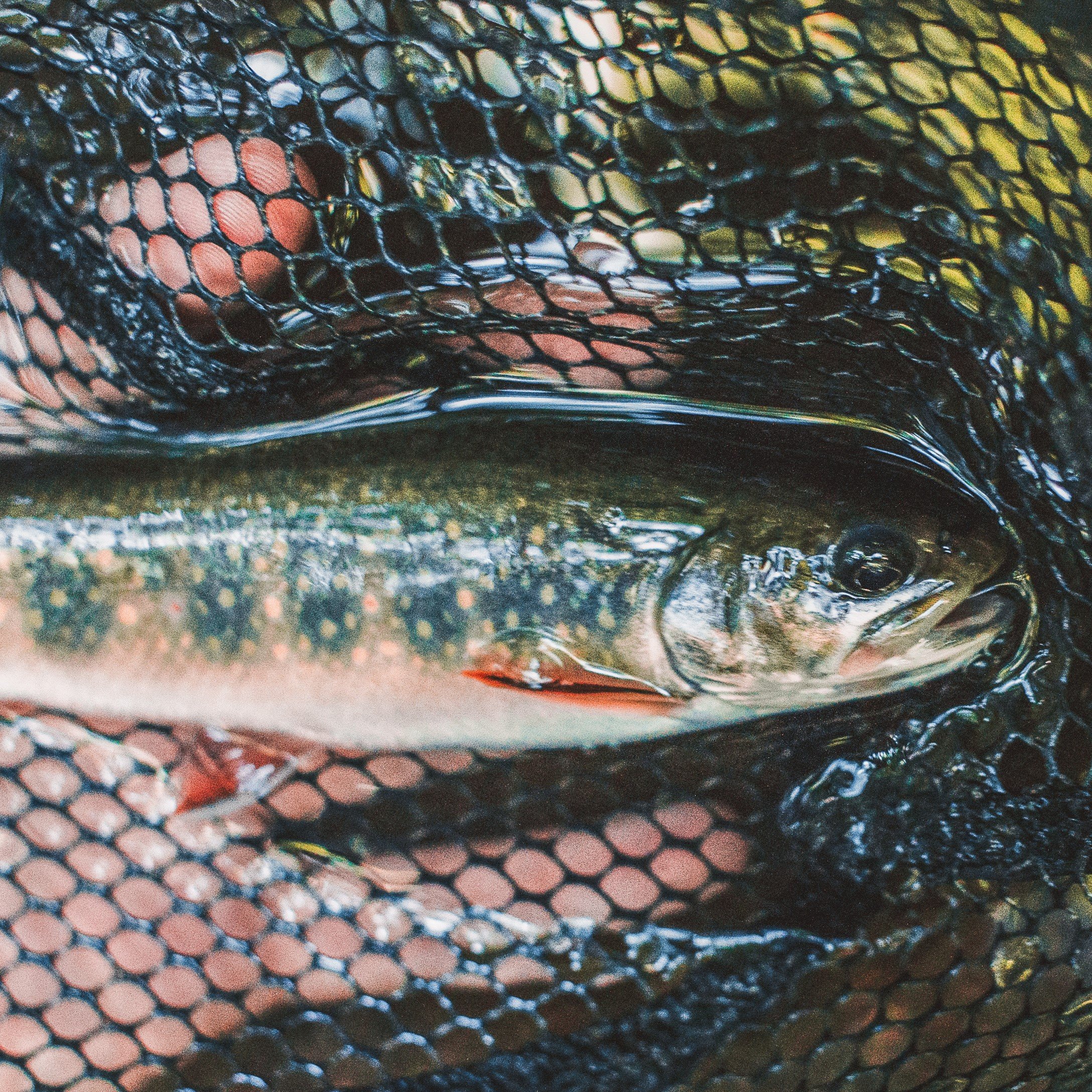 SC brook trout - Taylor (1) 2.jpeg