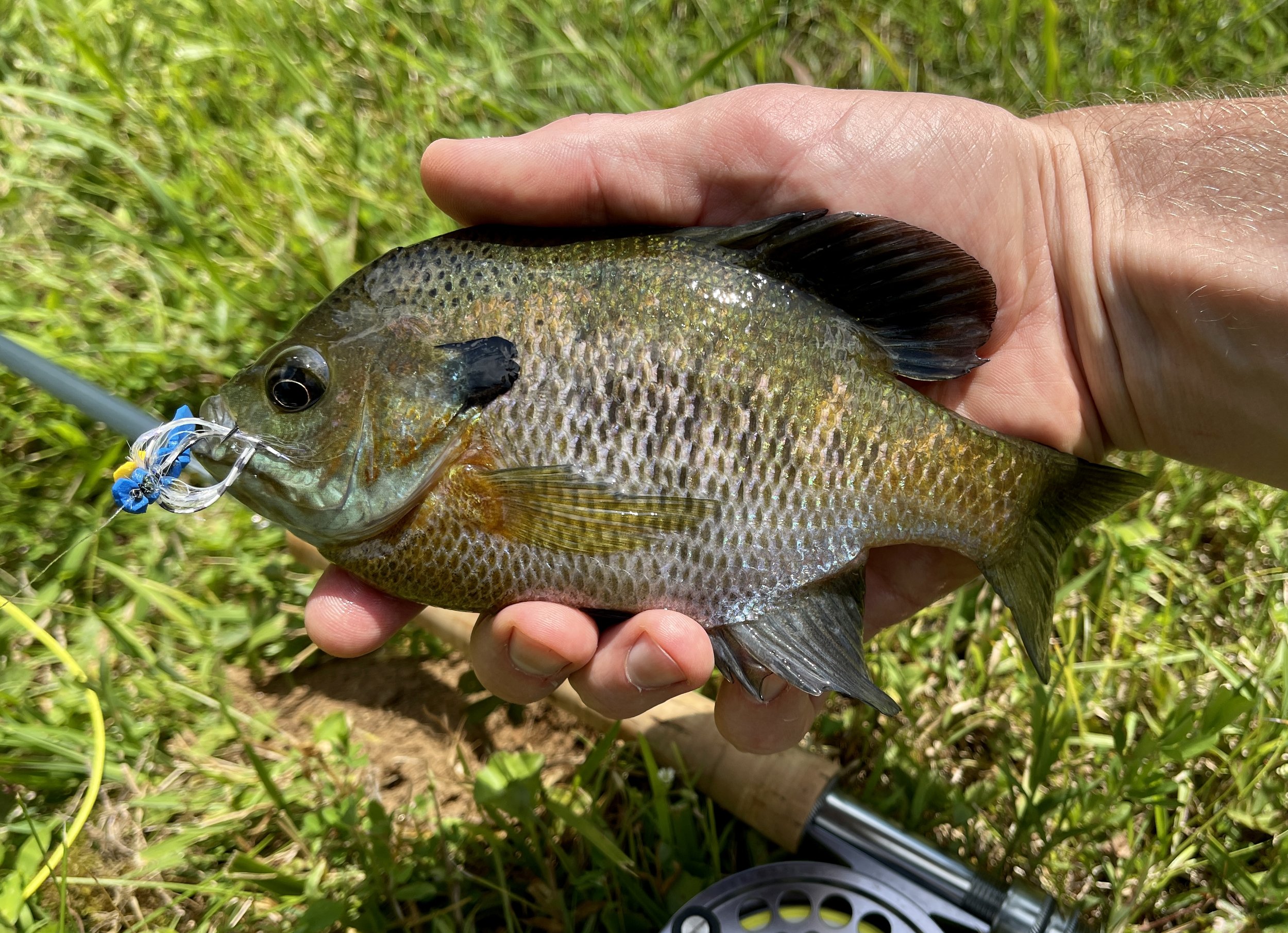 Bluegill.jpg