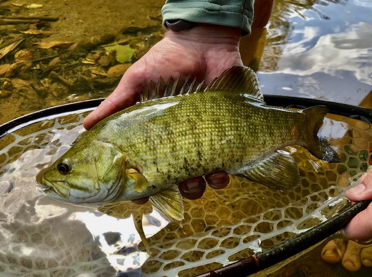 Smallmouth Bass.jpg