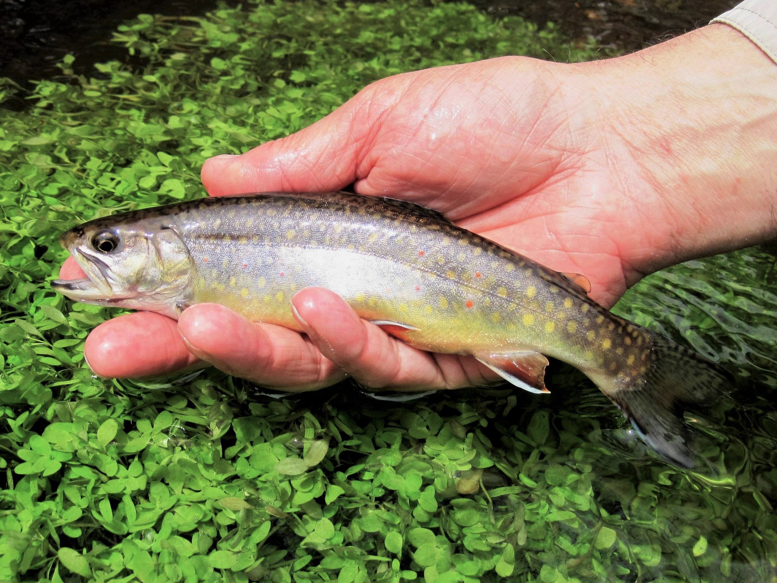 Native Sea-Run Brook Trout (Red Brook, MA) (3).JPG