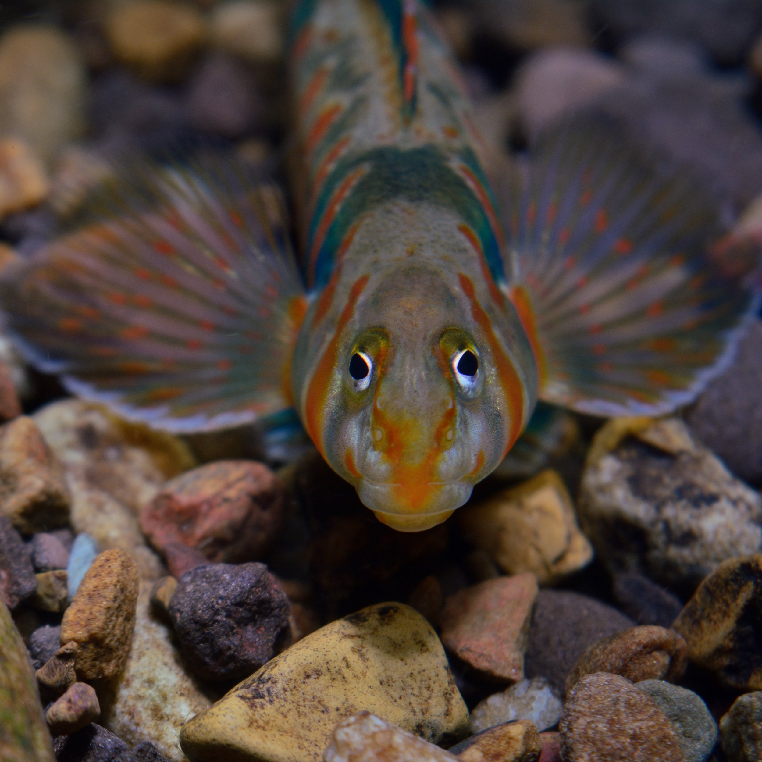 Virginia — Native Fish Coalition