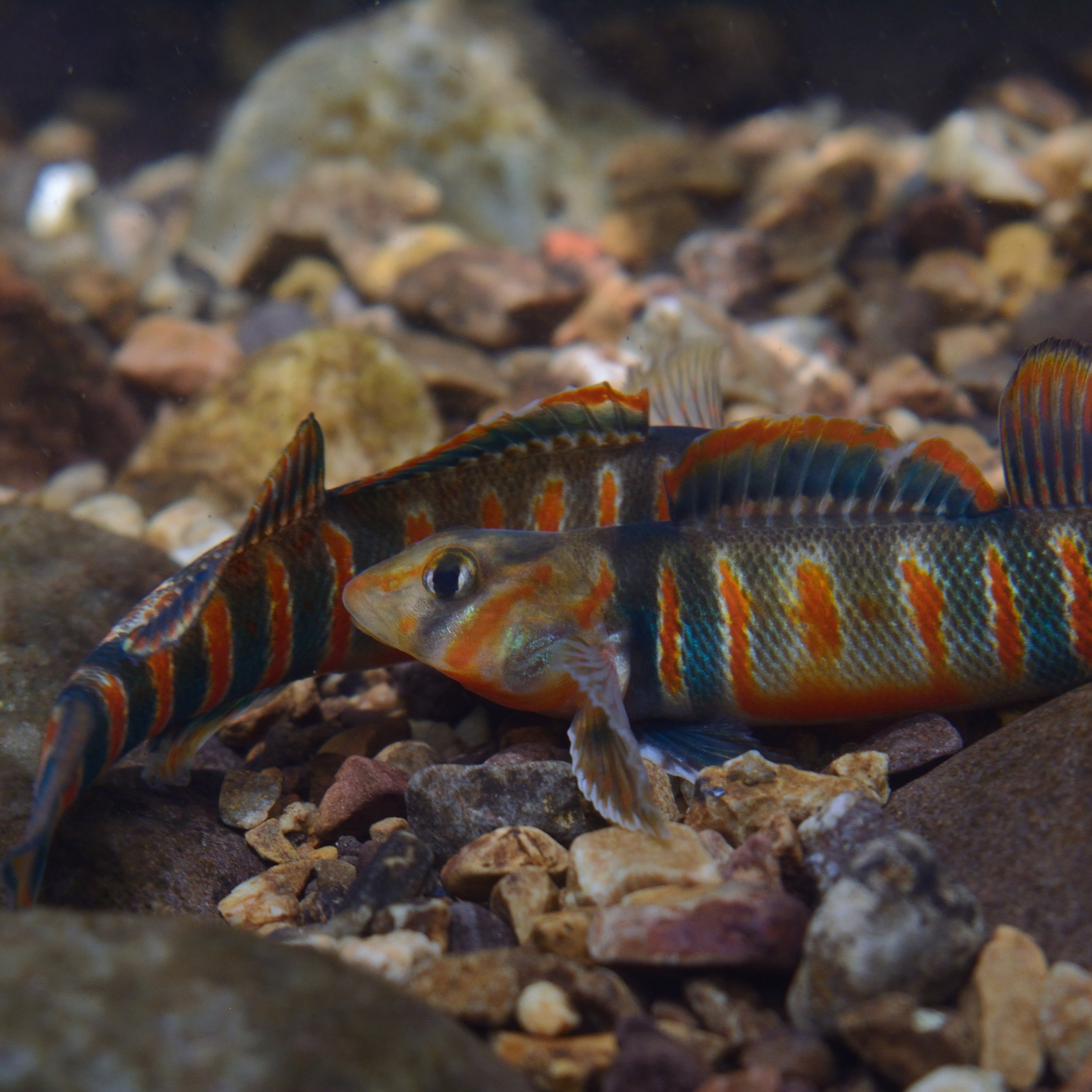 Candy Darter (Etheostoma osburni) 1 2.jpg