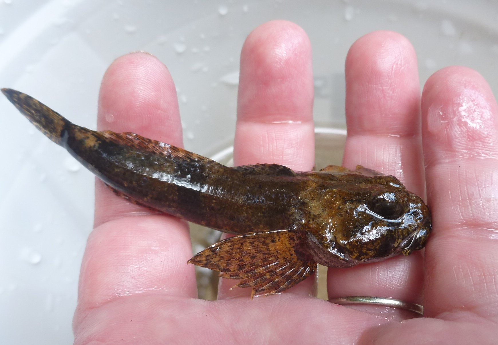 cottus carolinae banded sculpin blackwell.jpg