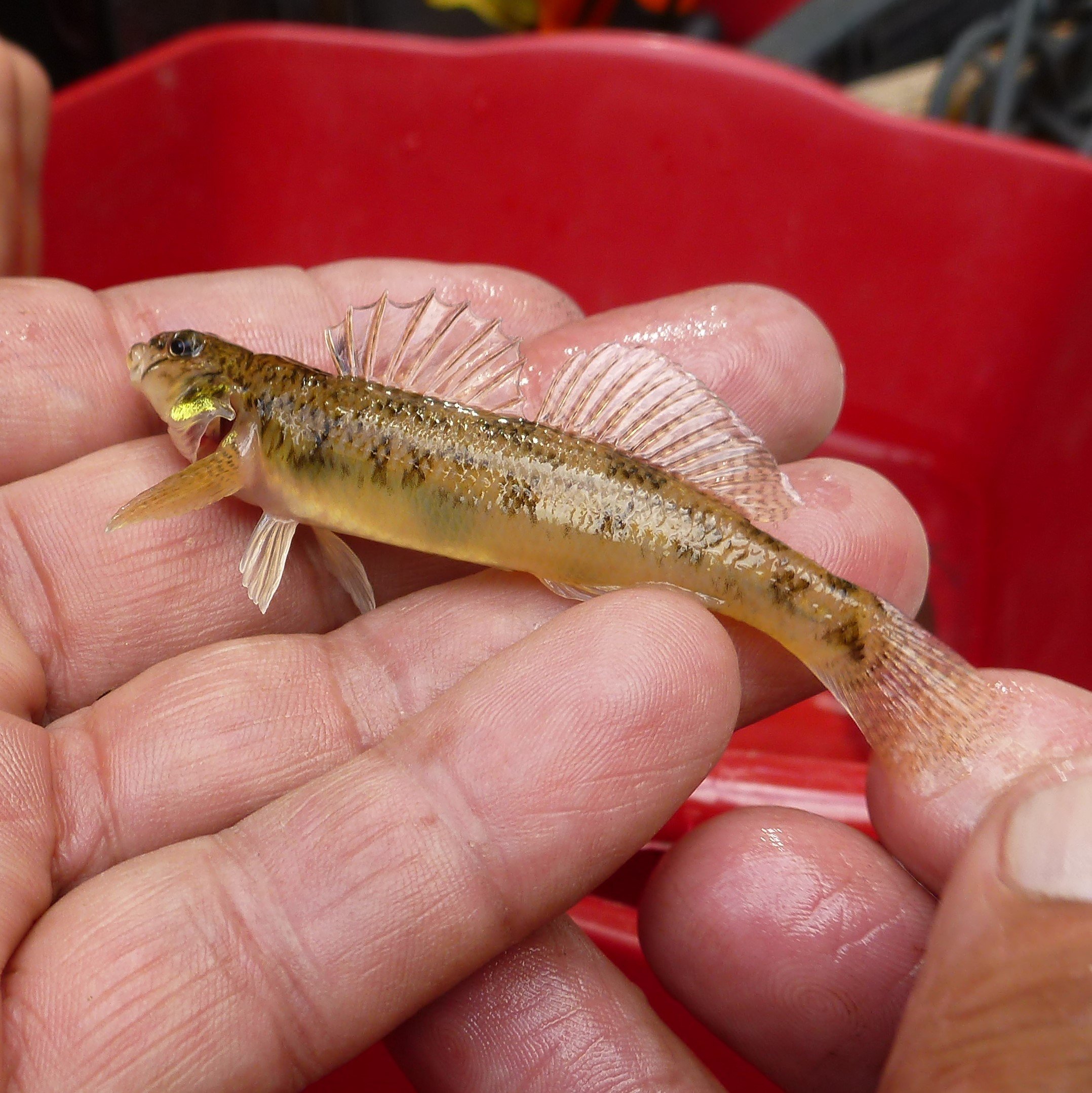 Slimy Sculpin from W Portal Creek.jpg