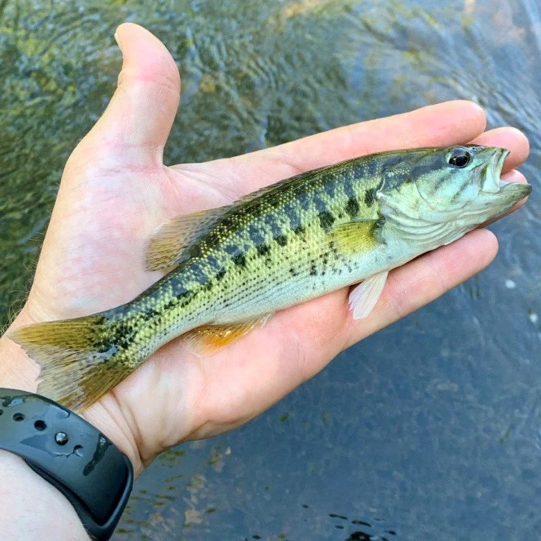 South Carolina — Native Fish Coalition