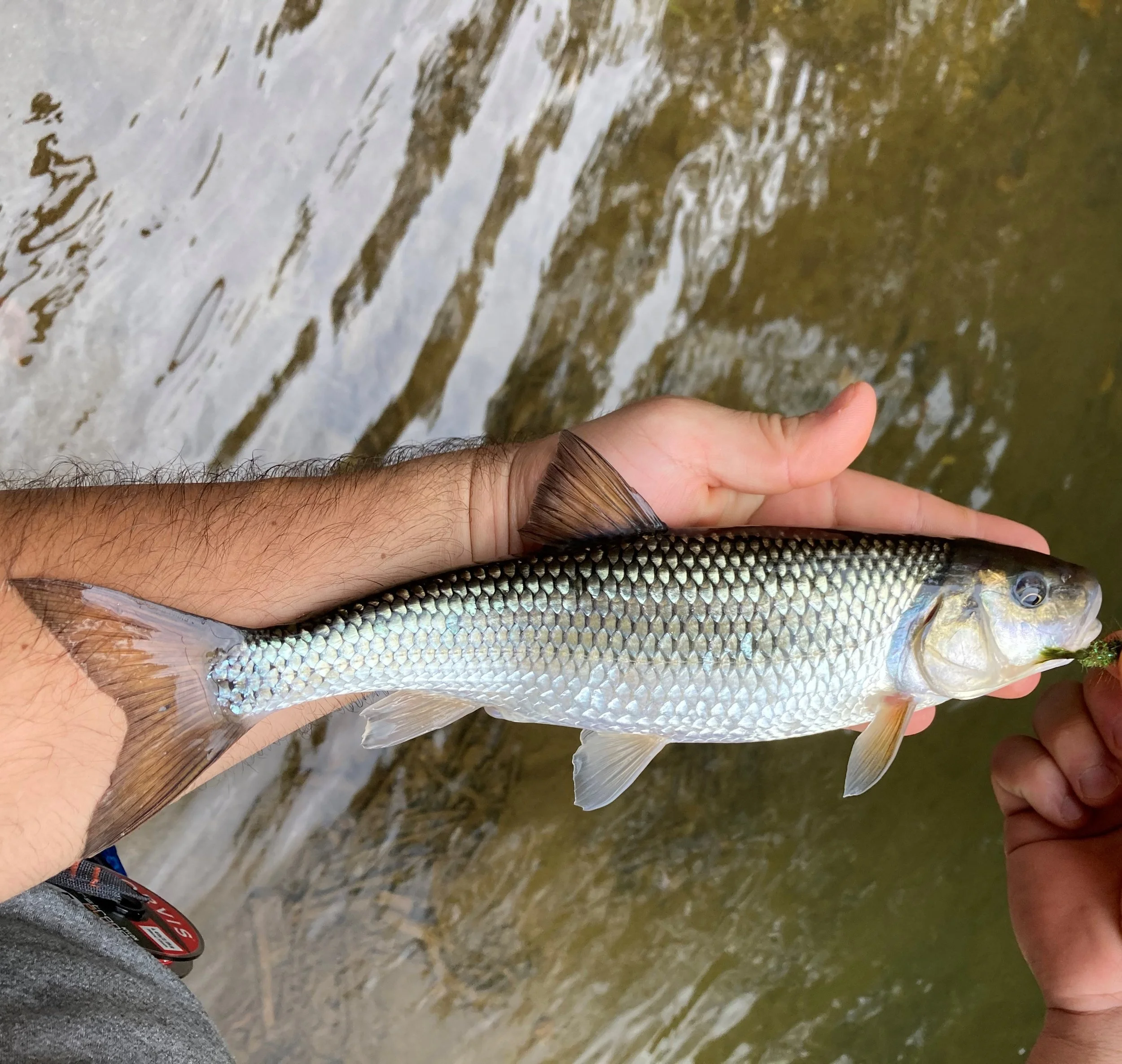 Maryland — Native Fish Coalition