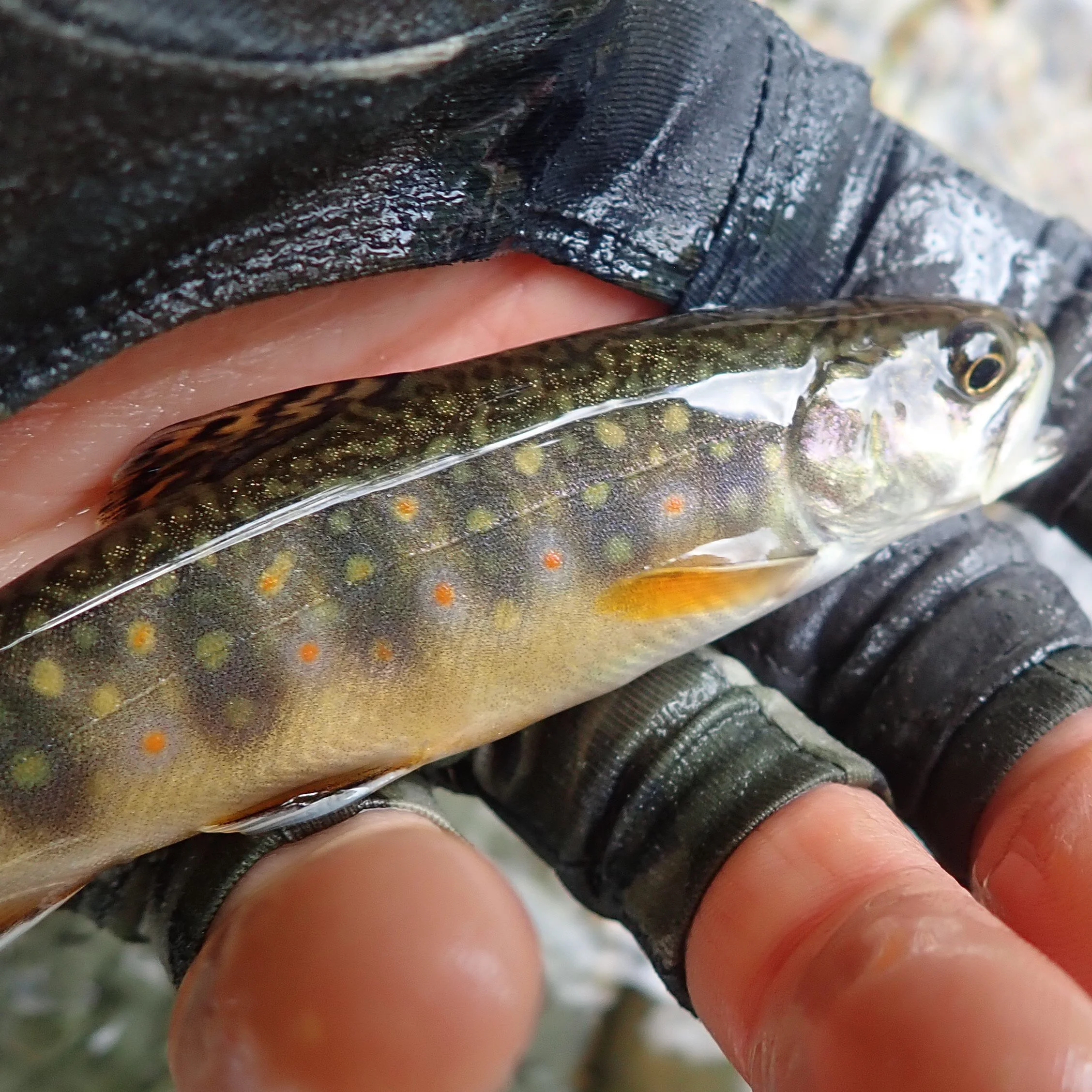 NFC Summer 2023 New Hampshire Outing... — Native Fish Coalition