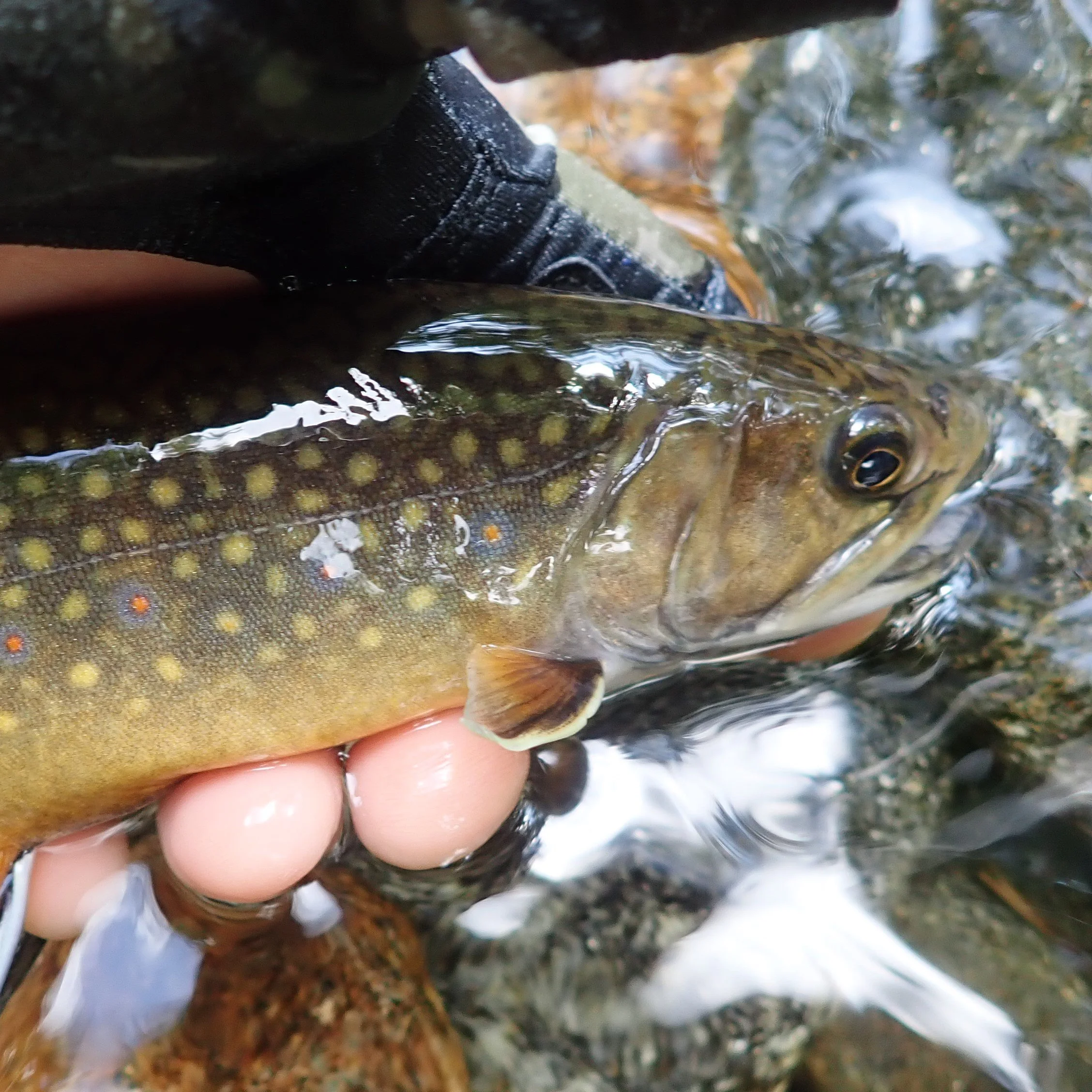 NFC Summer 2023 New Hampshire Outing... — Native Fish Coalition