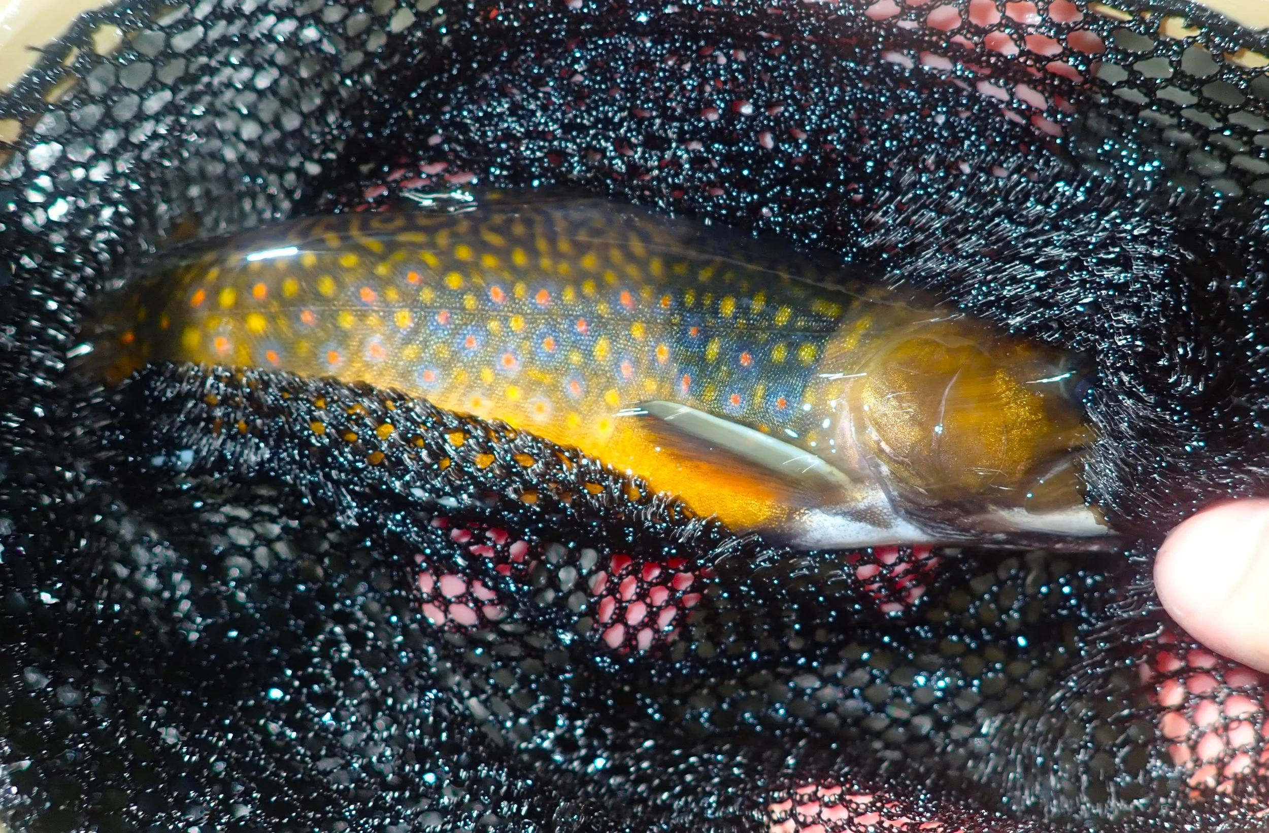 Guiding to Support Wild Native Fish... — Native Fish Coalition