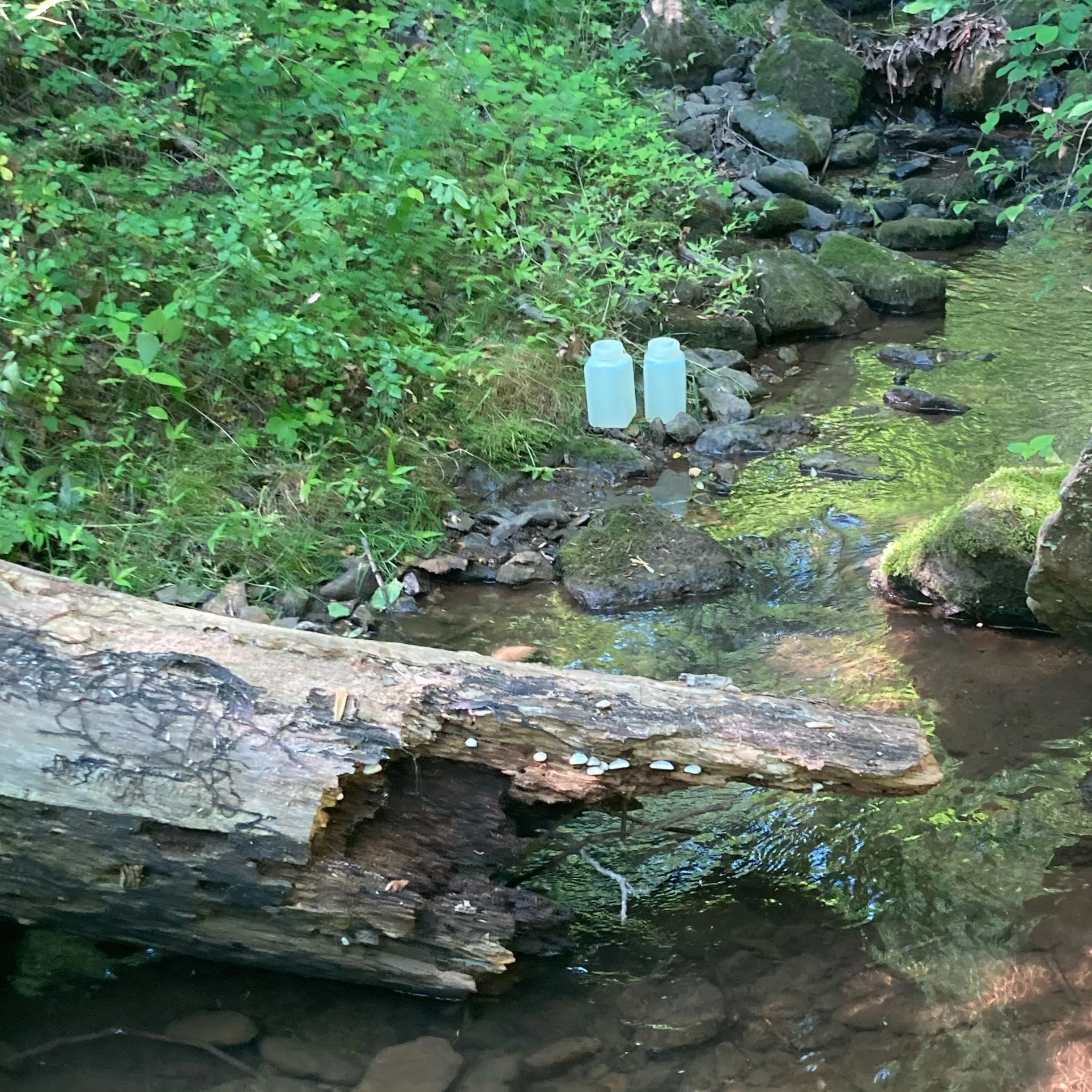 Virginia NFC Assists with eDNA Sampling