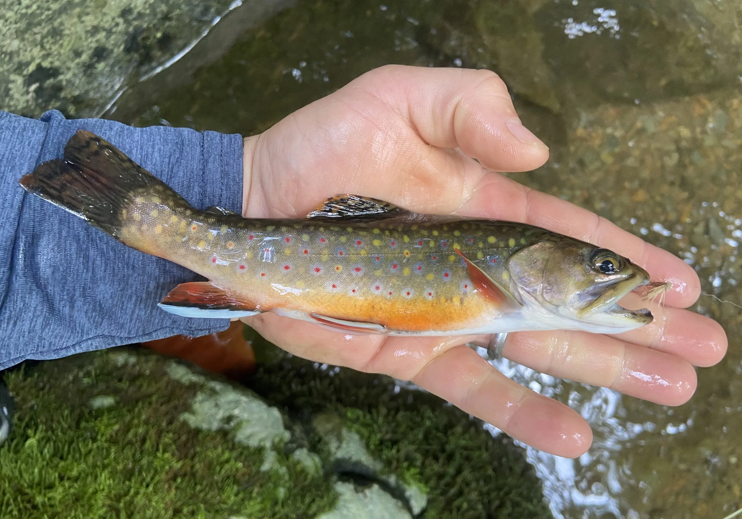 Fish File Md Maryland — Native Fish Coalition