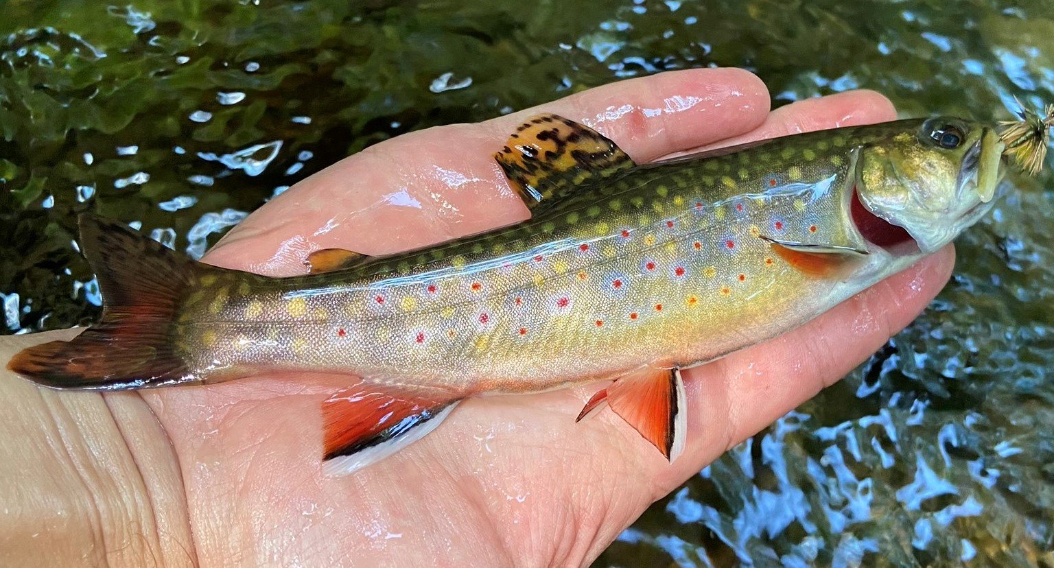 Maryland — Native Fish Coalition