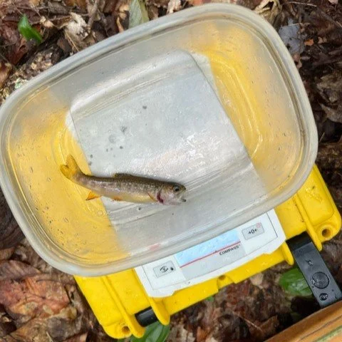 NH NFC Helps E-Fish Beebe River Headwater Tributaries...