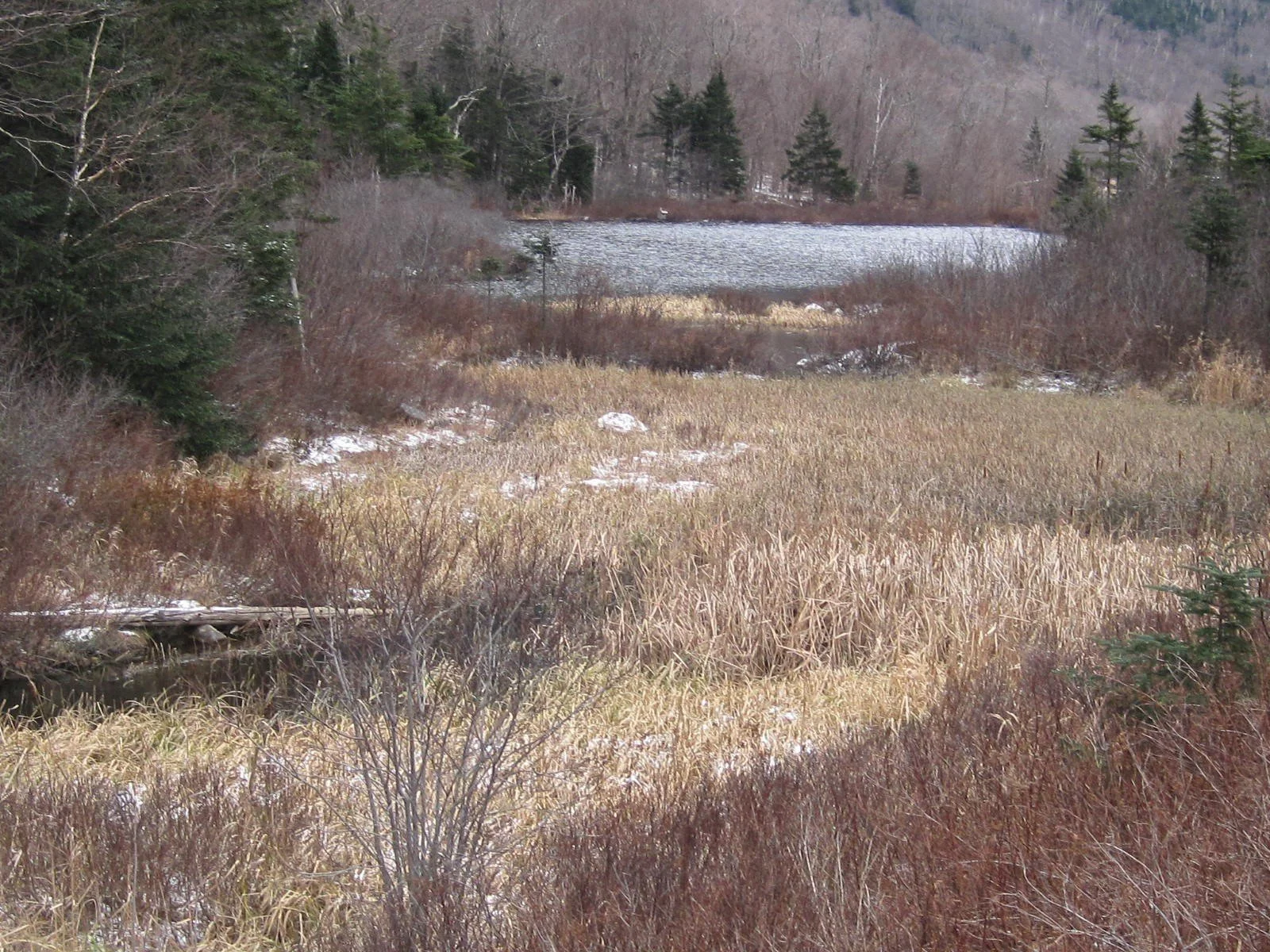 Breeder Pond - Looking South (1).JPG