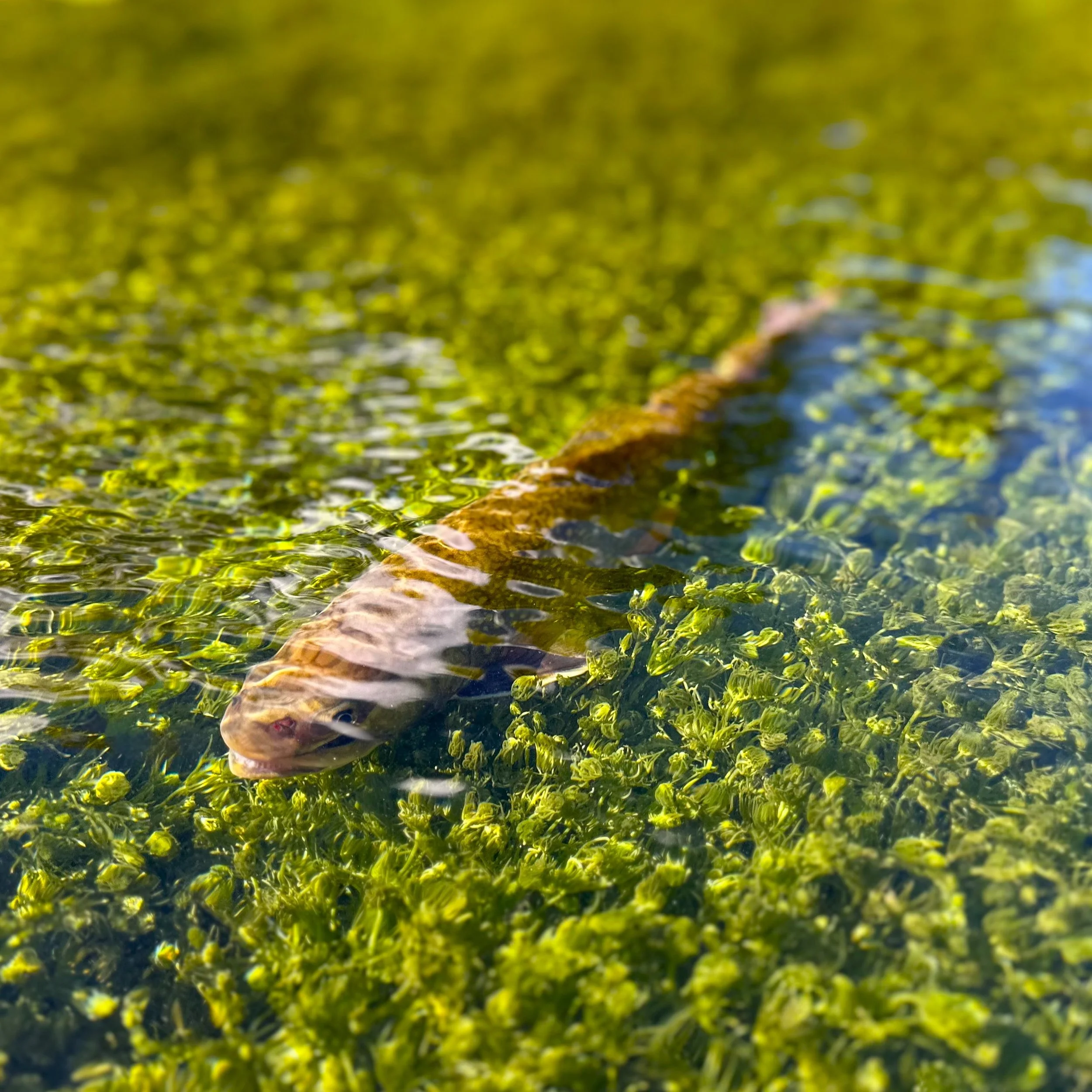 The Wild Native Brook Trout of Big Spring in Pennsylvania: Surviving Against All Odds...
