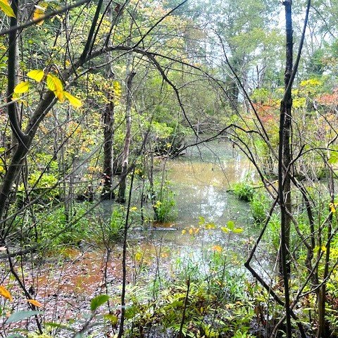 Cold Spring Brook Between Headwaters and Beacon Street 2.jpeg