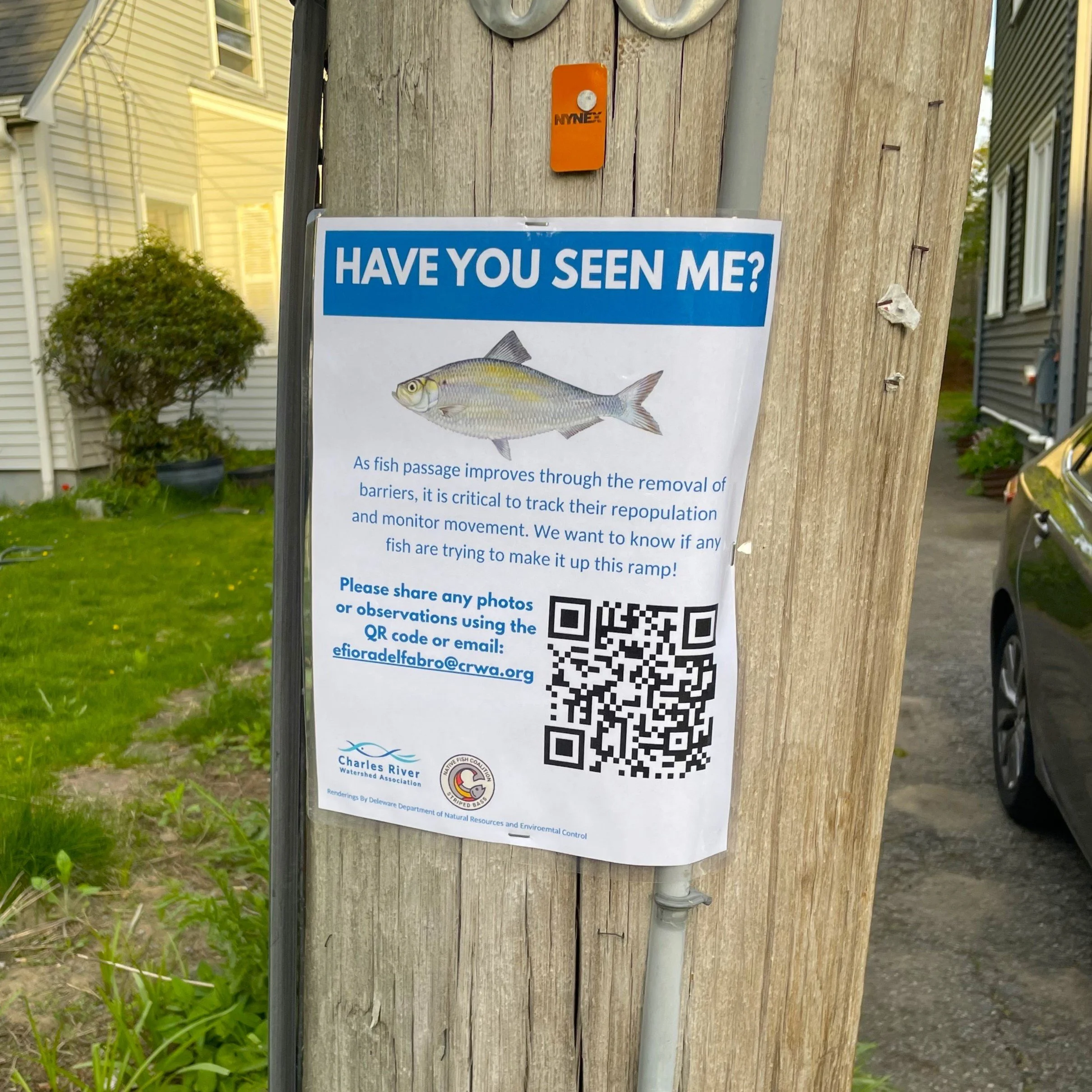 Massachusetts NFC helps with temporary river herring signs for the Charles River watershed...