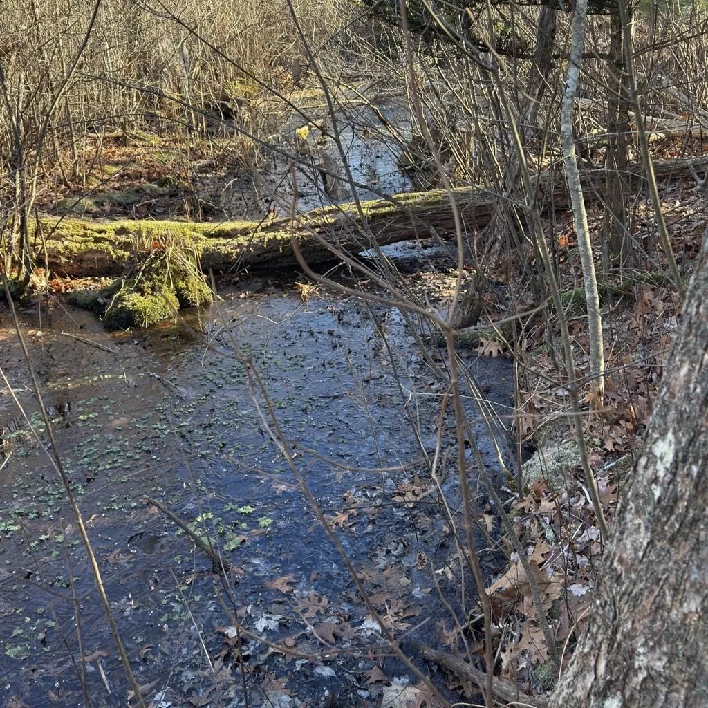 Old Streambed 2 (2) 2.jpeg