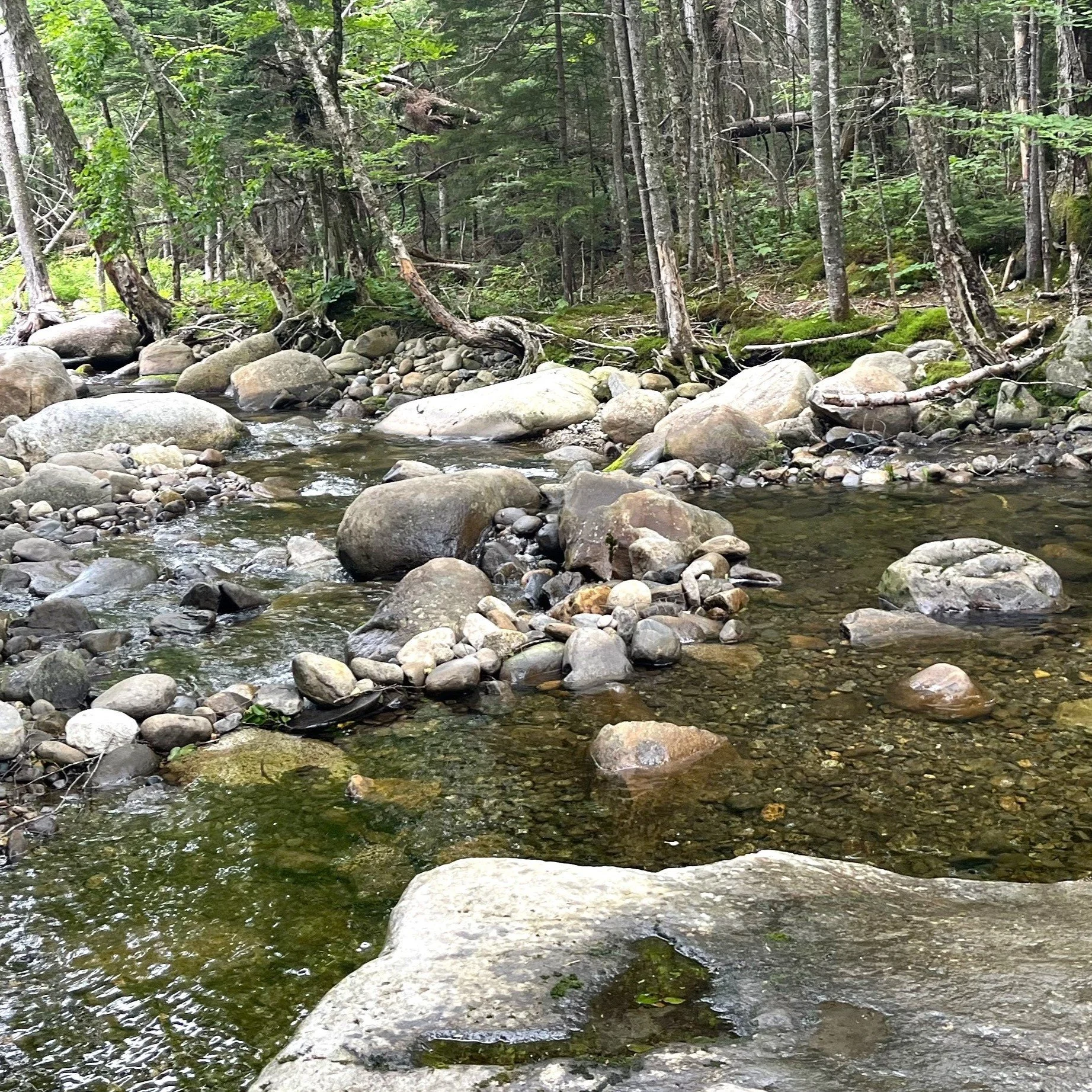 NH NFC Busts Another Manmade Rock Dam...