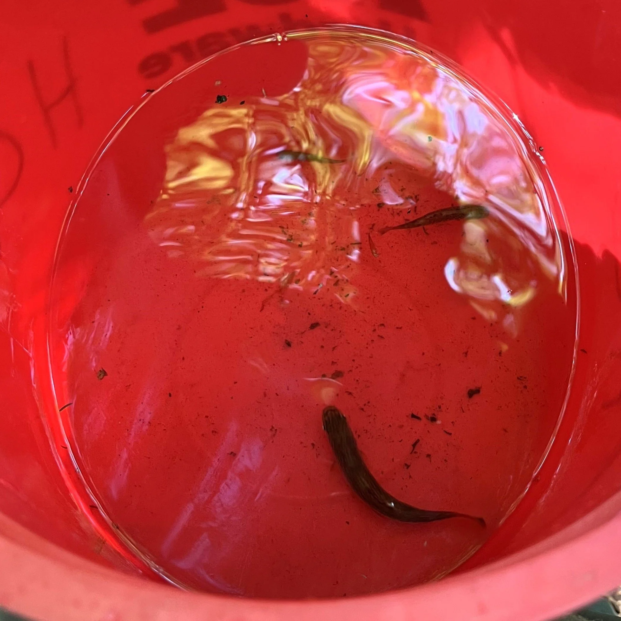 NH NFC Helps E-Fish Beebe River Headwater Tributaries...