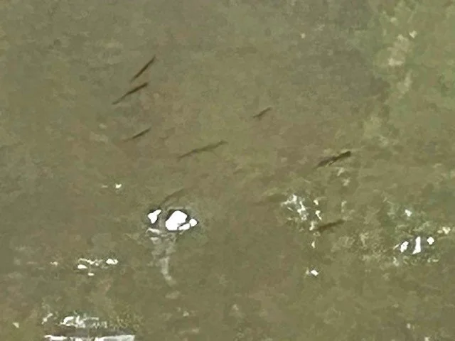 Cold Spring Brook Fish 2.jpeg