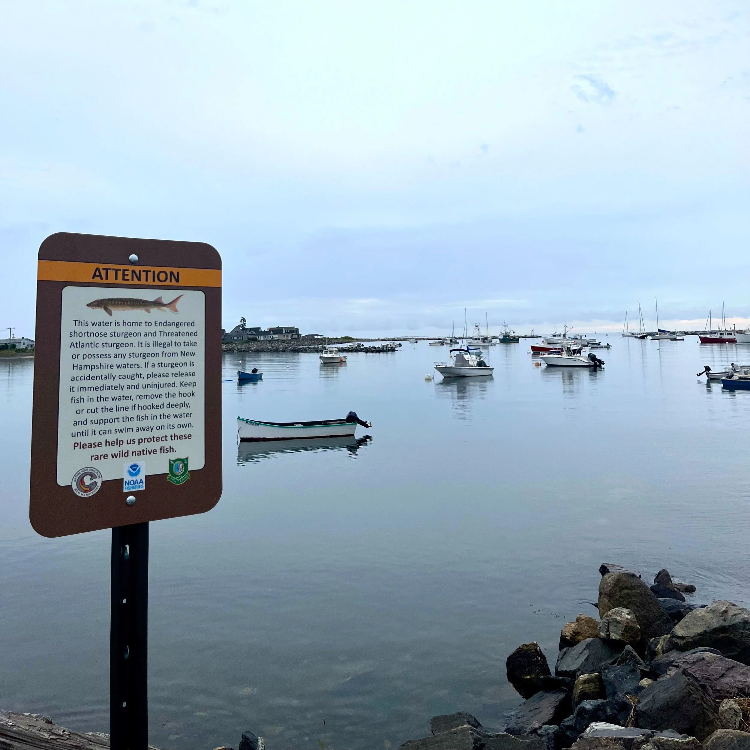 Campaign Update: New Hampshire Gets First Endangered Sturgeon Signs…