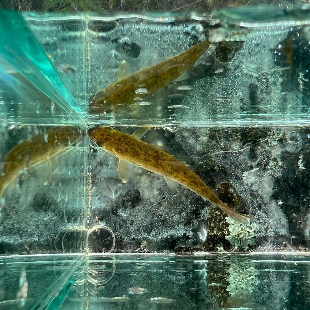 Trapped Sucker 1 2.jpeg