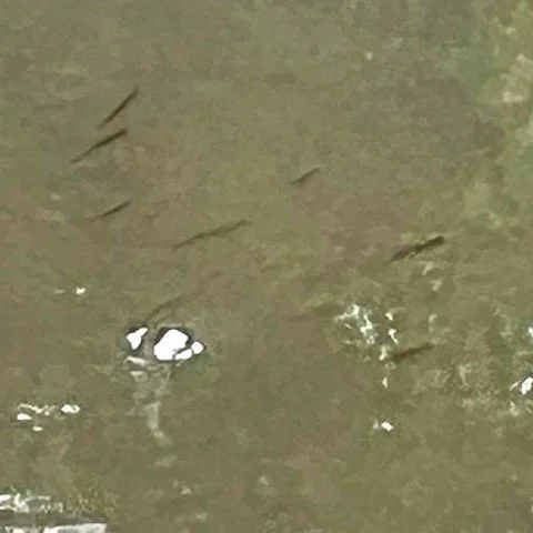 Cold Spring Brook Fish 2 2.jpeg