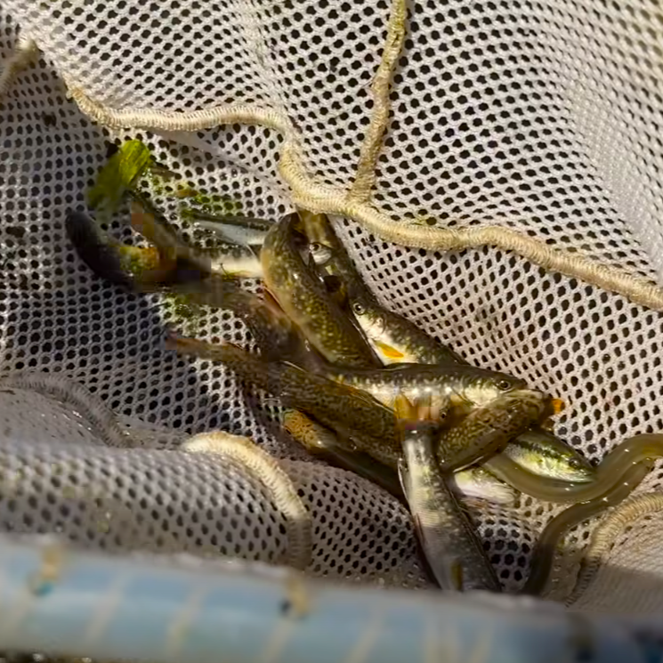 RI Department of Environmental Management E-Fishing Video...