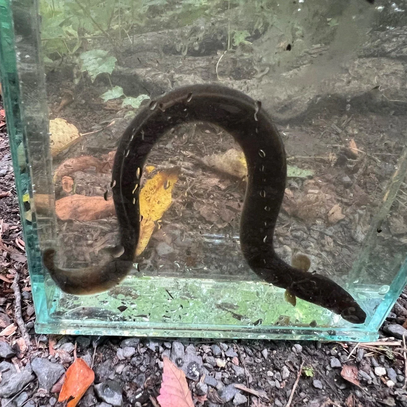 Cold Spring Brook: Catadromous Eel Capture...