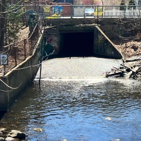 LaundryBrook: Anadromous River Herring Trying To Climb a Cement Slab... 