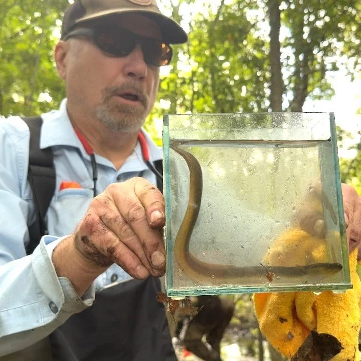 Second American Eel still 2 2.jpeg