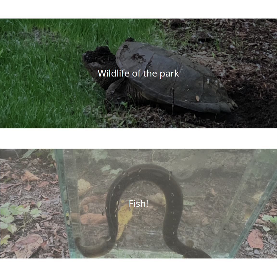 Campaign Update: Friends of Cold Spring Park add Section on Fish to Their Website... 