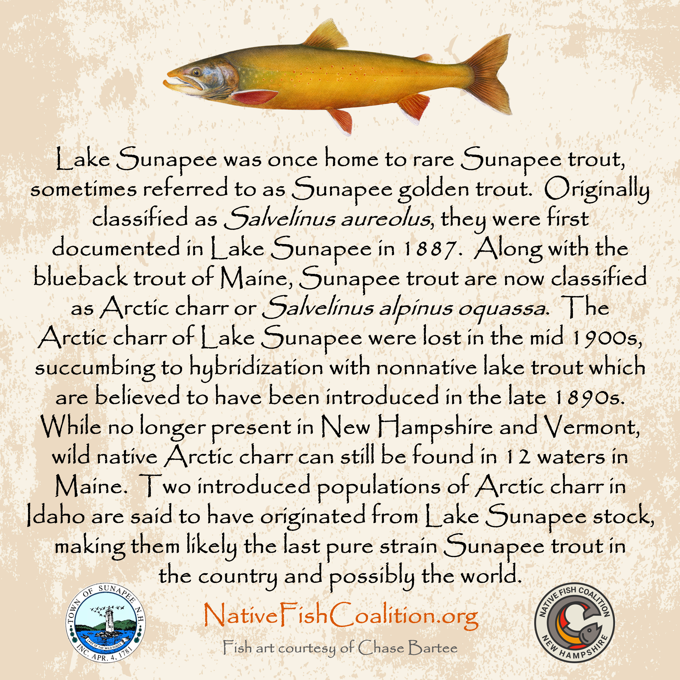 Arctic Charr - New Hampshire (Sunapee) 