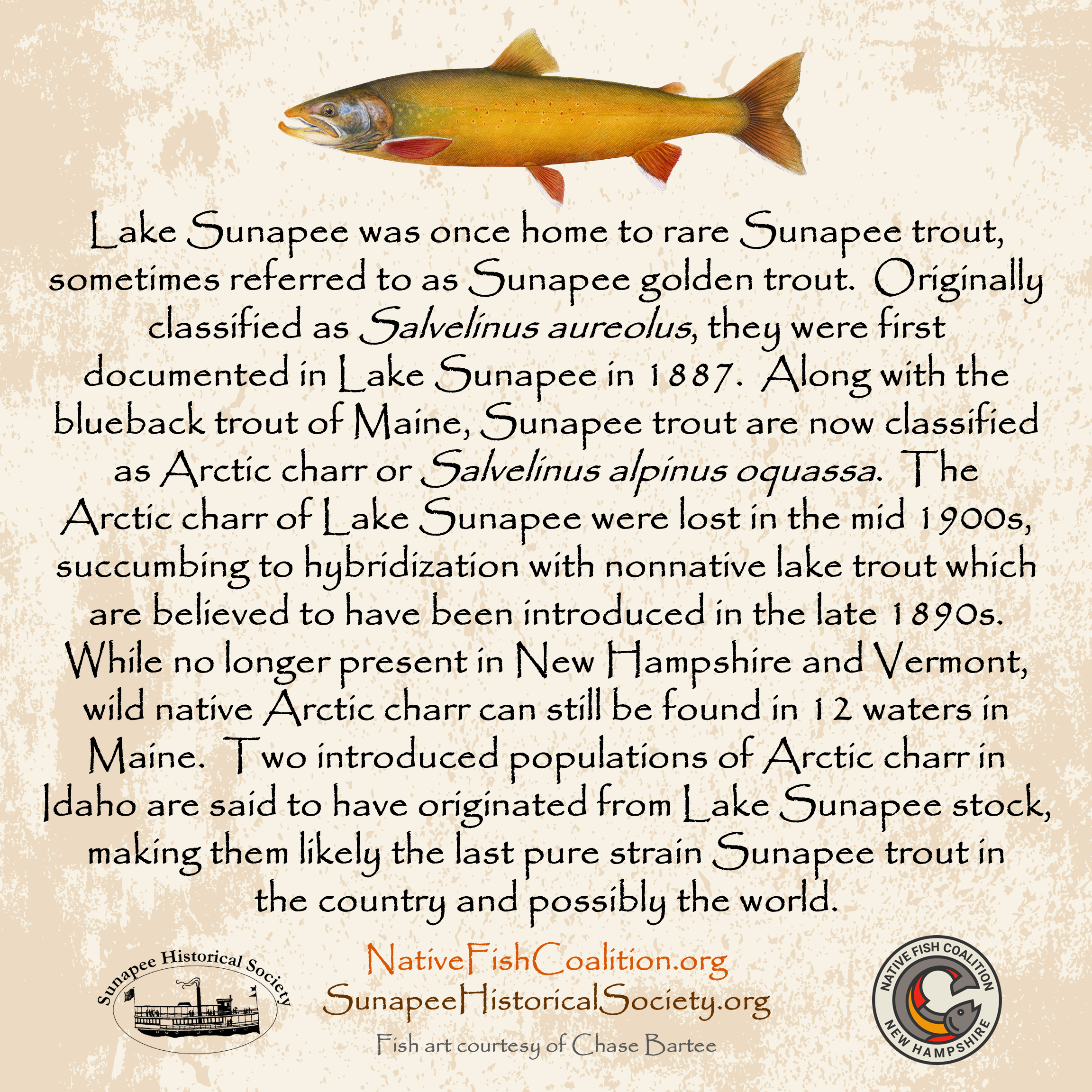 Arctic Charr - New Hampshire (Sunapee Historical Society)