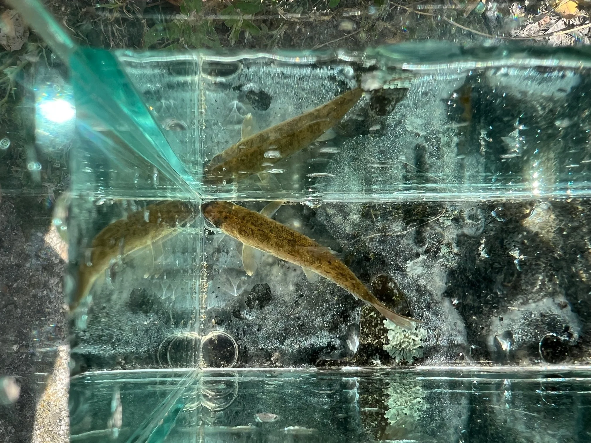 Trapped Sucker 1.jpeg