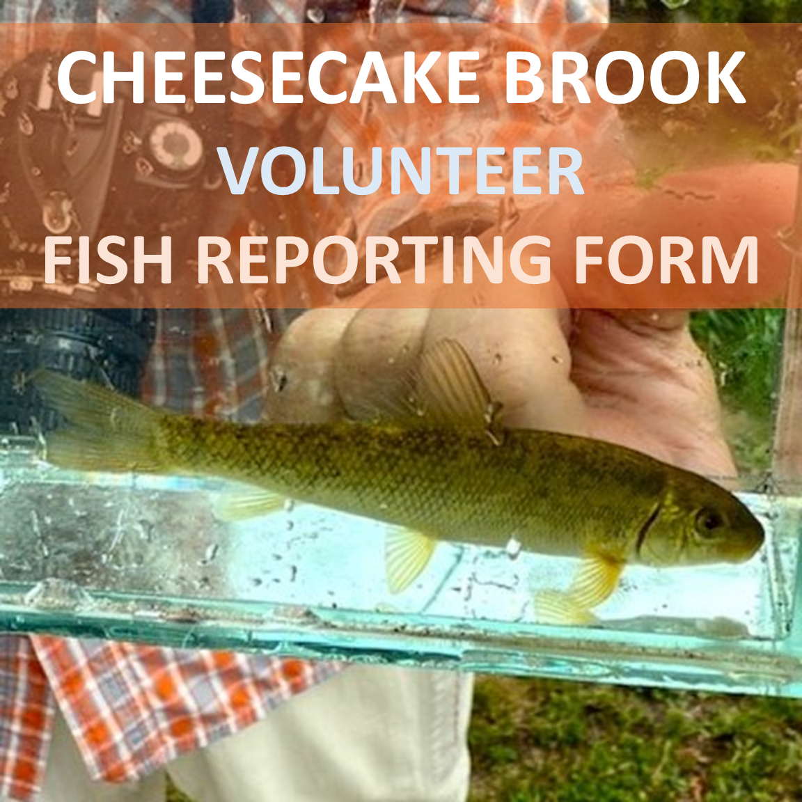 Cheesecake Brook Volunteer Fish Report...