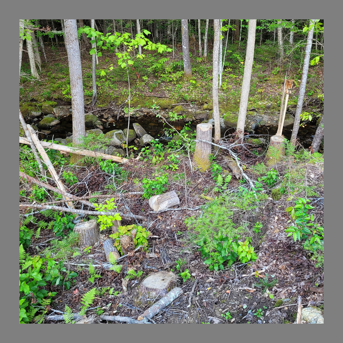 Riparian Tree Planting