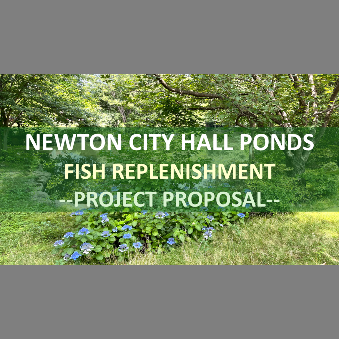 MA NFC to Restore Native Fish to Upper Laundry Brook in Newton, MA...