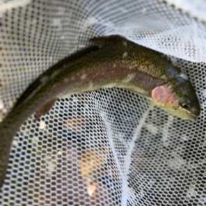 Nonnative Stocked Rainbow Trout