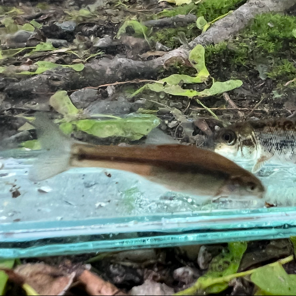Nonnative Fathead Minnow