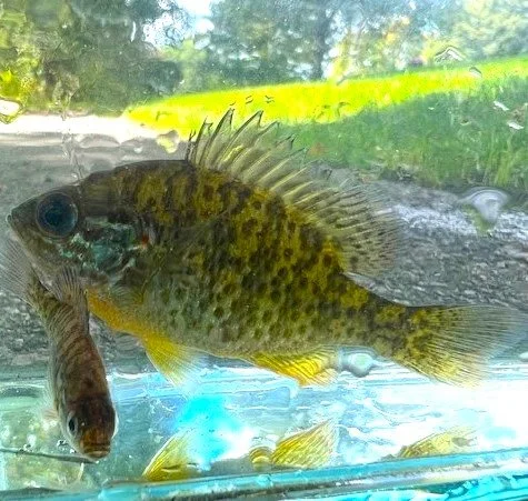 NFC to Conduct Fish Tours at Newton Cemetery and Arboretum...