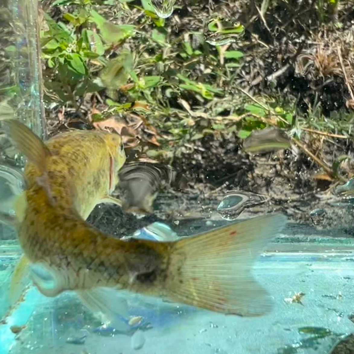 Trapped Sucker 2 2.jpeg