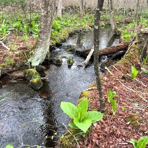 Holistic Stream Assessment/Restoration: Dutemple Brook, Rhode Island...